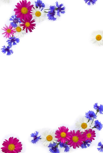 Ram Blommor Vita Och Rosa Kamomill Och Blå Blåklint Vit — Stockfoto