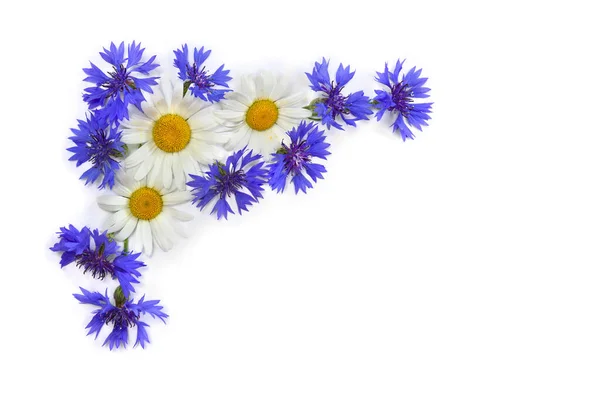 Рамка Квітів Білих Ромашок Синіх Квітів Білому Тлі Пробілом Тексту — стокове фото