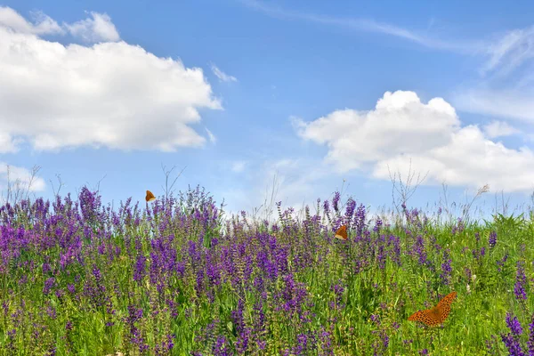 여름에 목초지에서 햇빛을 오렌지 나비와 바이올린 살비아 — 스톡 사진