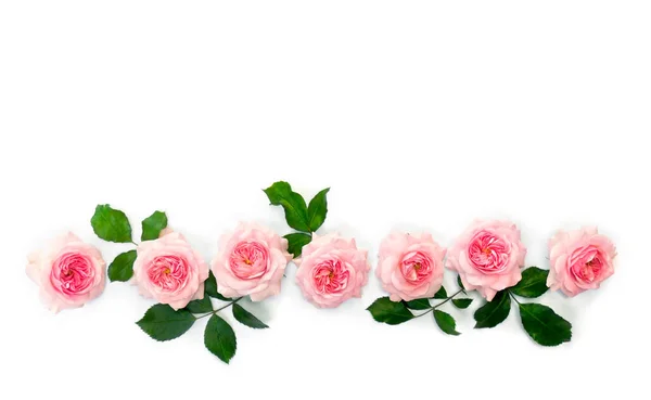 Pink Flowers Roses White Background Space Text Top View Flat —  Fotos de Stock