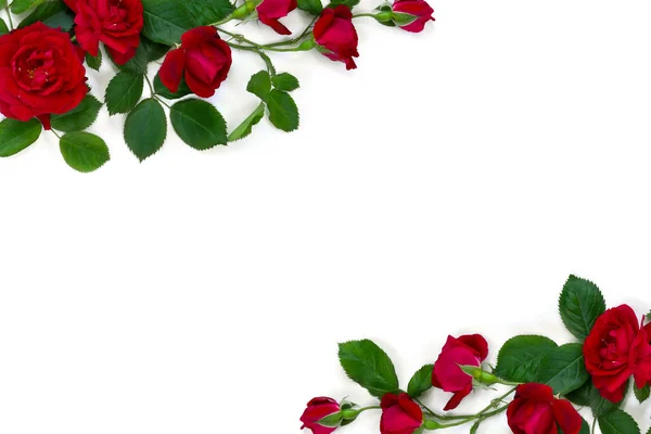 Червоні Троянди Білому Тлі Пробілом Тексту Вид Зверху Плоский Ліжко Стокова Картинка
