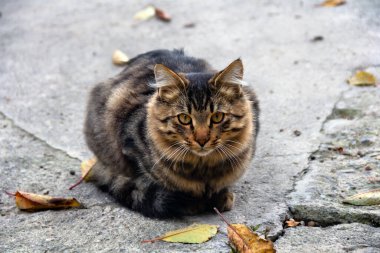 Yavru kedi, sonbaharda bahçede oturuyor.
