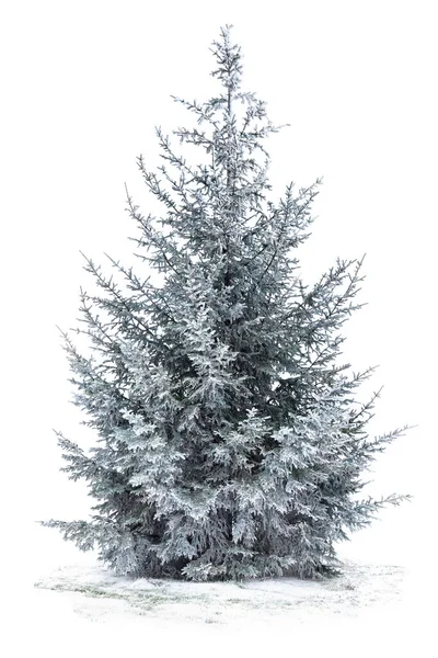 Spruce tree covered snow and hoarfrost on white background with space for text
