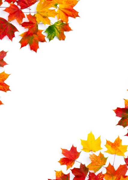 Autumnal Maple Leaves White Background Space Text Top View Flat Immagine Stock