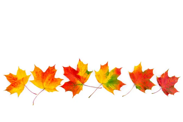 Autumnal Maple Leaves White Background Space Text Top View Flat Foto Stock Royalty Free