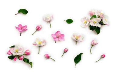 Çiçekler elma ağacı, beyaz arka planda pembe ve beyaz çiçekler. Üst manzara, düz uzanma