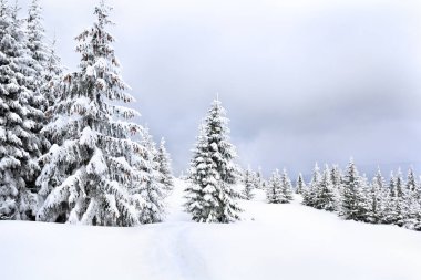 Karda ayak izleri olan dağların kış manzarası. Ardından köknar ormanı ve açıklık.