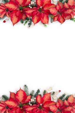 Noel süsü. Kırmızı turuncu noktalı çiçekler, dallı Noel ağacı, ökseotu, beyaz arka planda kırmızı böğürtlen, yazı için boşluk. Üst manzara, düz uzanma