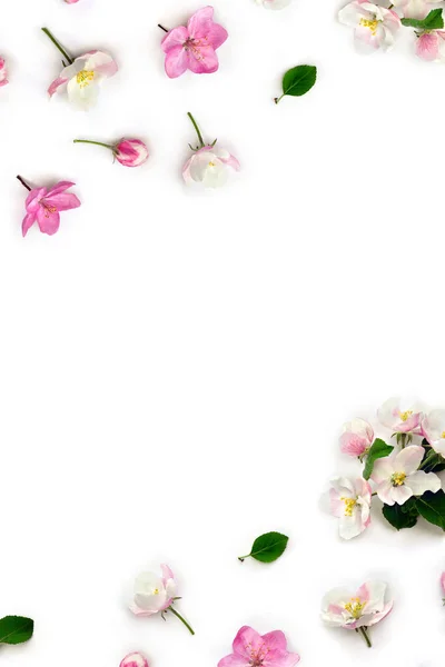 Квіти Яблуня Рожево Біла Квітка Білому Тлі Пробілом Тексту Вид Ліцензійні Стокові Фото