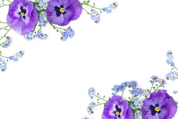 Квіти Альт Триколор Пансіони Сині Дикі Квіти Забудьте Ніжки Білому Ліцензійні Стокові Зображення