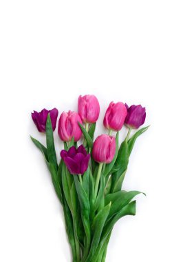 Pink, purple, violet flowers tulips on a white background with space for text. Top view, flat lay