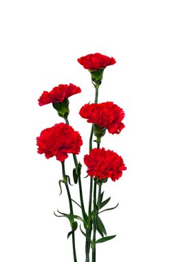 Beyaz arkaplan üzerinde kırmızı çiçek karanfilleri (Dianthus caryophyllus) metin için boşluk ile