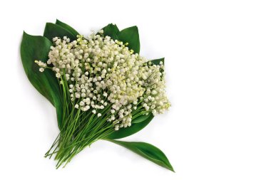 Beyaz çiçekli vadi zambağı (Convallaria majalis, Mayıs çanları, nilüfer çiçekleri) beyaz arkaplan üzerinde yeşil yapraklar ve yazı için boşluk. Üst manzara, düz uzanma