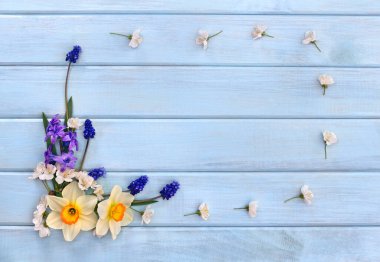 Narcissus, sümbül, çiçek ve çiçek muscari arka planda mavi boyanmış ahşap tahtalar ve yazı için yer. Üst Manzara. Düz yatıyordu