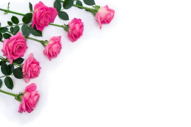Pink flowers roses on a white background with space for text. Top view, flat lay