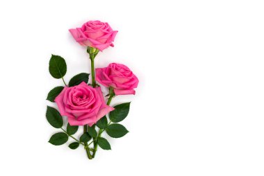 Pink flowers roses on a white background with space for text. Top view, flat lay