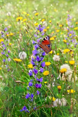 Yazın (Echium vulgare) mavi çiçekleri ve çayırdaki sarı kır çiçekleri. Kelebek tavus kuşu (Aglais io, Avrupalı tavus kuşu) yaz çiçekleri üzerinde