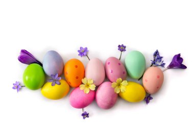 Paskalya süsü. Paskalya yumurtaları ve mavi çiçekler hepatika, menekşe timsahları, beyaz arka planda sarı primula ve yazı için yeri var. Üst manzara, düz uzanma