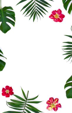 Tropikal yapraklar palmiye ağacı ve kırmızı sarı çiçekli canavar beyaz arka planda yazı için boşluk bırakıyor. Üst manzara, düz uzanma