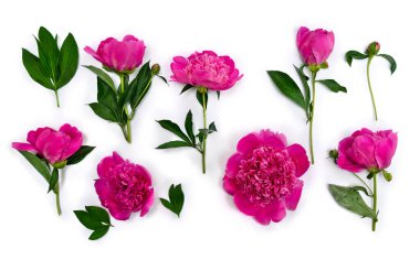 Beyaz arka planda pembe çiçekli şakayıklar. Üst manzara, düz uzanma