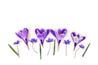 Mor çiçekli timsahlar, çiçekler, beyaz arka planda hepatika ve metin için yer var. Üst manzara, düz yatış. Bahar çiçekleri