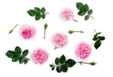 Beyaz arka planda yeşil yapraklı pembe güller. Üst manzara, düz uzanma