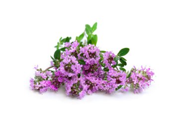 Beyaz arkaplanda yazı için boşluk olan mor çiçekler Thymus vulgaris (kekik)