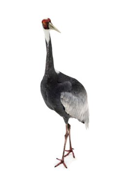 Daurian crane ( Antigone vipio ) on a white background. clipart