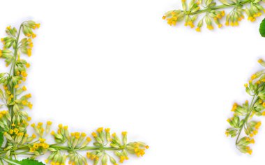 Yellow flowers and leaves Primula veris ( cowslip, petrella, herb peter, paigle, key flower, Primula officinalis Hill ) on a white background with space for text. Top view, flat lay. Medicinal herb clipart