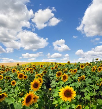 Yellow flowers sunflowers on field on background blue sky with white clouds