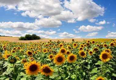 Yellow flowers sunflowers on field on background blue sky with white clouds