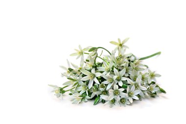 Beyaz kar damlaları (Ornithogalum umbellatum, Bethlehem 'in bahçe yıldızı, çimen zambağı, öğlen uykusu, saat 11 yönünde bayan) beyaz arka planda mesaj için boşluk bırakırlar. Üst manzara, düz uzanma