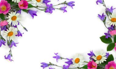 Mor mavi çan çiçekleri, beyaz papatya ve pembe çiçekler beyaz arka planda, yazı için yeri olan köpek gülü. Üst manzara, düz uzanma