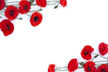 Çiçekler kırmızı gelincik ve tomurcuklar (Papaver rhoeas, mısır haşhaşı, mısır gülü, tarla gelinciği, kırmızı ot) beyaz arka planda yazı için yer vardır. Üst manzara, düz uzanma