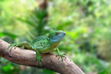 Genç yeşil bir iguana güneş ışığında ormanda dalgalı bir dalda güneşleniyor.