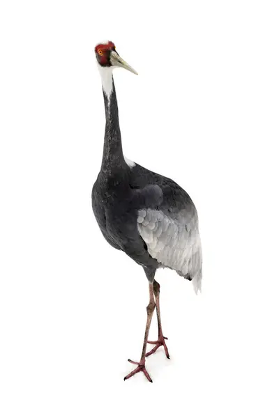 stock image Daurian crane ( Antigone vipio ) on a white background.