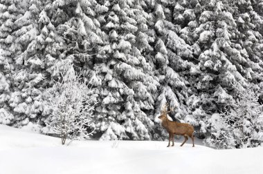 Köknar karlı ormanda kış manzarası. Kar yağdıktan sonra karların üzerinde yürüyen sika geyiği.