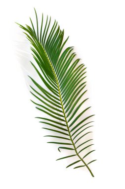 Metin için boşluk olan beyaz bir arkaplanda tropikal yaprak palmiyesi (sago palmiye)