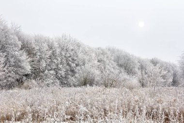 Kış ormanı ve çayır. Ağaçlar ve çimenler ormanda kışın kırağı kaplar.