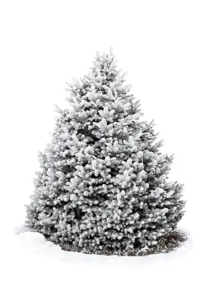 Spruce tree covered snow and hoarfrost on white background with space for text