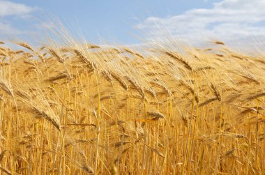 Tarla arpası, arka plan bulutlu gökyüzünde hasat zamanı