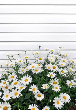 Beyaz tahta bir duvarın önünde çiçek açan güzel bir papatya çalısı. Narin çiçekleri ve kırsal ahşap arka planlı yaz bahçesi sahnesi. Parlak yapraklı ve yeşil yapraklı doğal çiçek kompozisyonu.