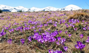 Çiçeklerin bahar manzarası, karla kaplı dağlardaki Crocus heuffelianus (Crocus heuffelianus). Karpat Dağları