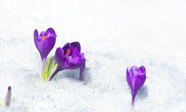 İlkbahar kardelen çiçekleri menekşe timsahlar (Crocus heuffelianus) kar içinde metinler için boşluk ile