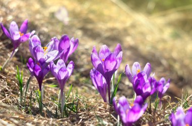 Bahar kardelen çiçekleri. Mor timsahlar (Crocus heuffelianus). Yazmak için yeri olan güneş ışığı altında.