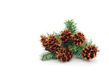 Kozalaklar ve dallar çam ağacı (Pseudotsuga menziesii, Douglas fir, Douglas-fir, Douglas tree, Oregon çamı) beyaz arkaplan üzerinde metin için alan bulunur. Noel süslemesi