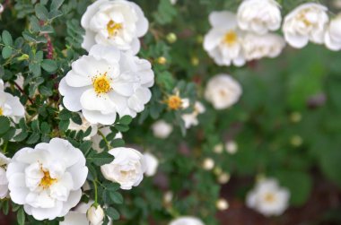 Çiçekler açan bahçedeki beyaz güller İlkbaharda gün ışığında