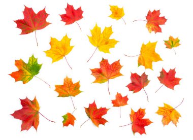 Canlı, çok renkli sonbahar akçaağaç yaprakları temiz beyaz arka planda düz bir kompozisyonda dizilmiştir. Sonbahar yapraklarının yukarıdan görünüşü mevsimlik ve doğa temalı tasarımlar için mükemmeldir.