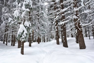 Kışın köknar ağaçlarının arasında kıvrılan karlı bir patika. İzler, karla kaplı her yer yemyeşil ağaçlarla çevrili, derin karlar içinde çiğnenmiş. Huzurlu, sakin bir kış manzarasını çağrıştırıyor.