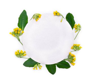 Sarı çiçekler ve yapraklar Primula veris (inek sürüsü, petrella, ot peter, Primula officinalis Hill) ve kağıt kart notları beyaz arka planda yazı için alan ile şekil çemberinde. Üst manzara, düz yatış. Şifalı bitki.